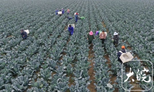 九游体育app(中国)官方网站蒙城县纵容发展特质、绿色农产物栽种-九游体育(NineGame Sports)官方网站